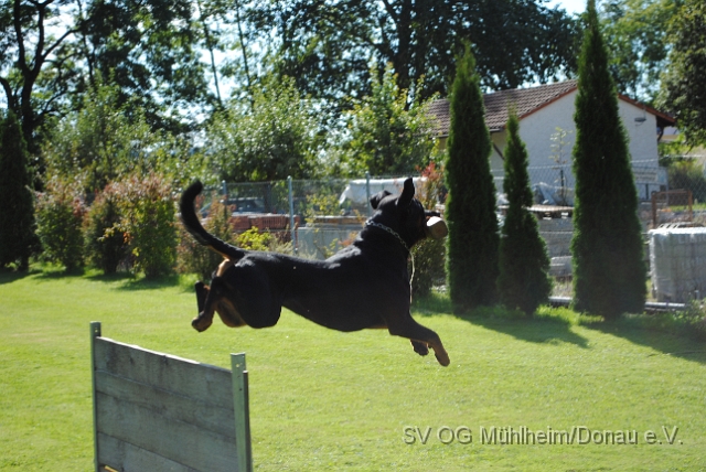 Muehlheim 11.09.2010 Hundetraining 086.JPG