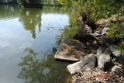 Fischteich.014