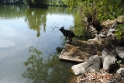 Fischteich.015