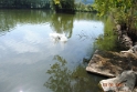 Fischteich.017